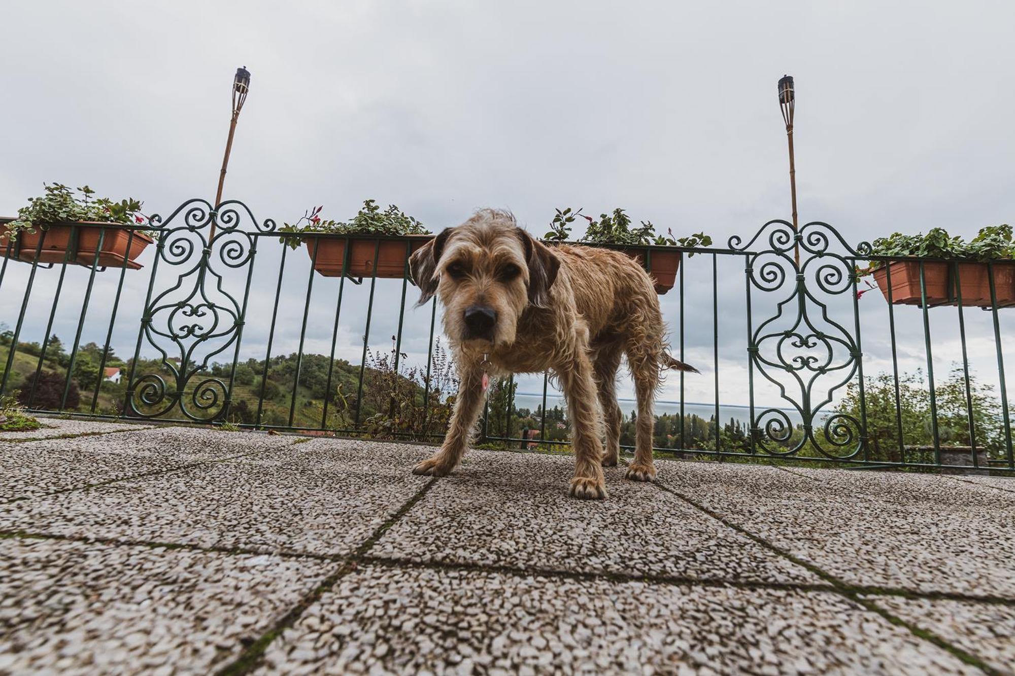 Villa Kabala Szigliget Esterno foto